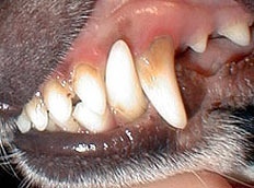 zubni kamen pes
